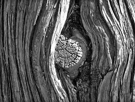 791px-TreeKnot