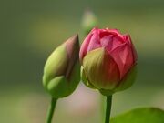 800px-Flower Buds
