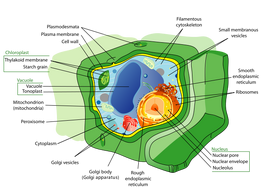 Plant Cell