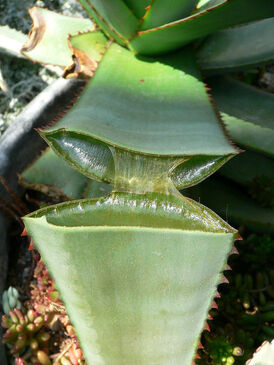 450px-Split Aloe