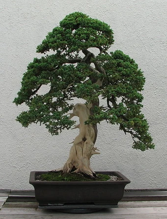 Juniper Bonsai Apex Blogger Bonsai