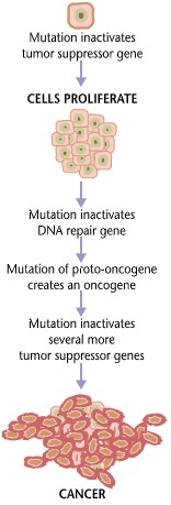 Cancer requires multiple mutations from NIHen