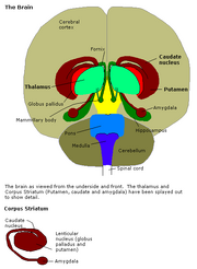 Constudoverbrain