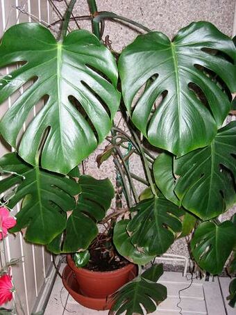 Monstera Deliciosa Houseplant Wiki Fandom Monstera Deliciosa Houseplant Wiki Fandom