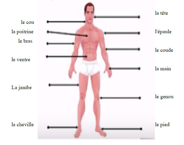 Partie du corp humain en n