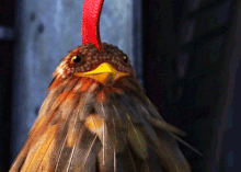 Poulet3