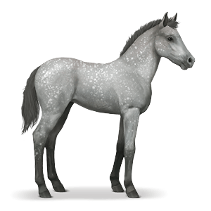 Image - Foal Dapple Gray.png | Howrse Wiki | FANDOM powered by Wikia