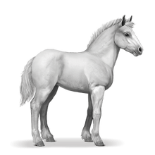 Howrse Shire foal