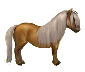 Palomino Shelty