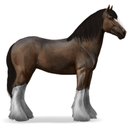 Shire Horse | Howrse-Wiki | FANDOM powered by Wikia