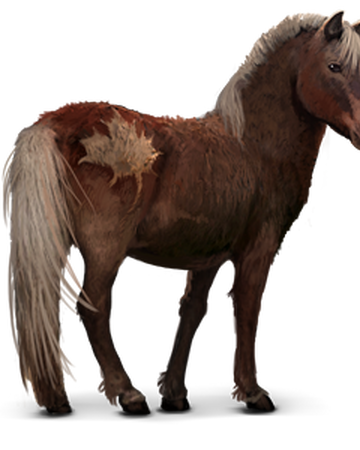20+ Island Pony Fohlen Pics