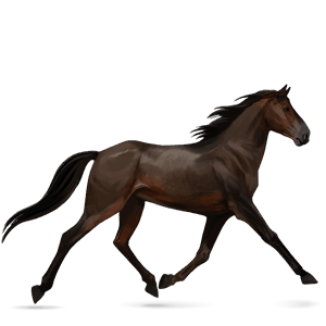 HowrseTraberDunkelbrauner