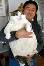Dicke-Katze