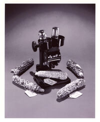Corn and microscope