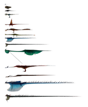 Dragon Sizes