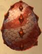 HackatooEgg