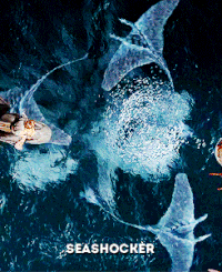 Seashockers Swimming