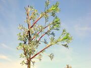 ARTEMISIA ABROTANUM.1