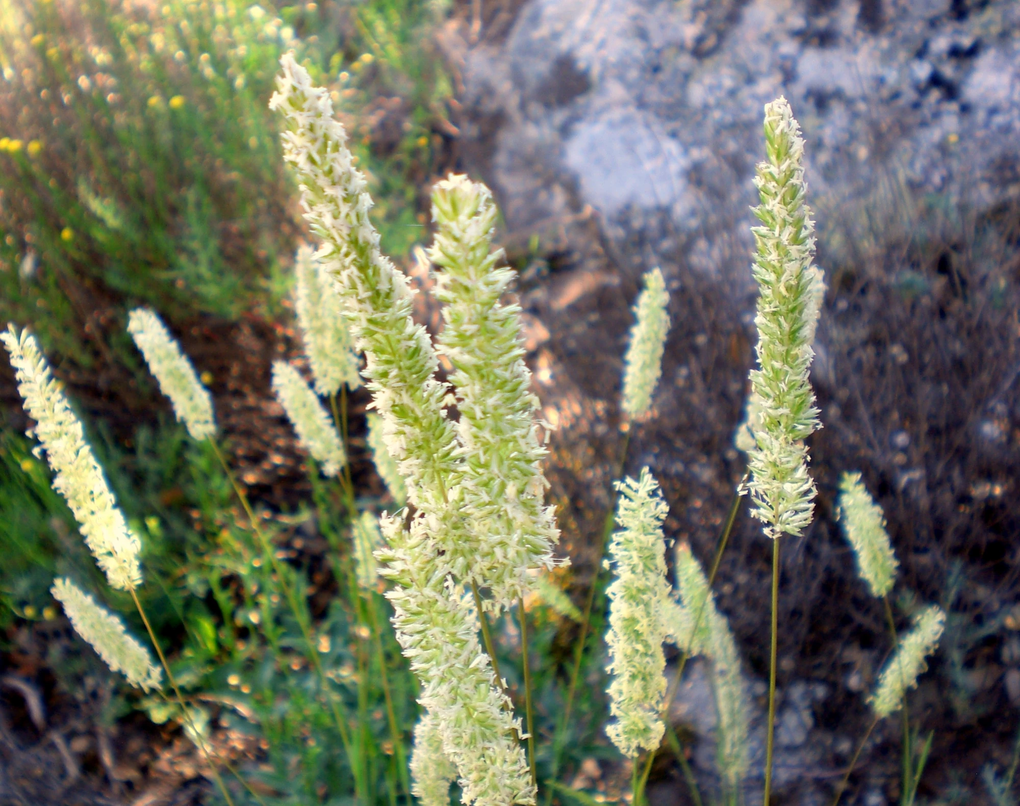 Cola de rata - Phleum phleoides | Wiki Hoyo de Manzanares | Fandom