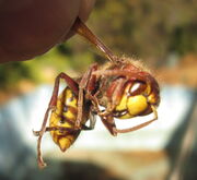 Avispón vespa crabro
