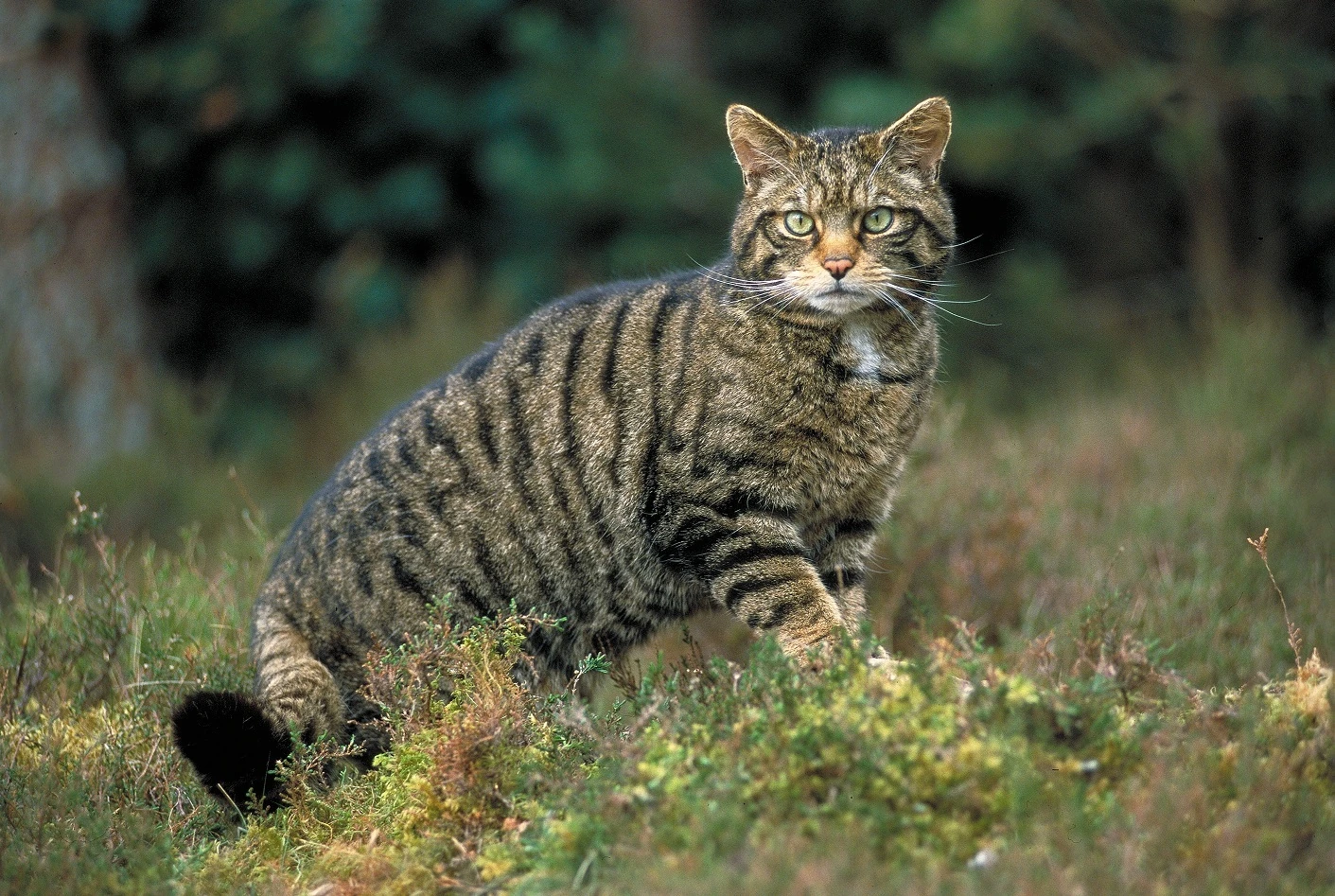 Gato Montés - Felis silvestris silvestris | Wiki Hoyo de Manzanares ...