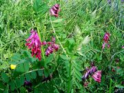 VICIA BENGHALENSIS.