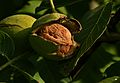 WalnutFruit