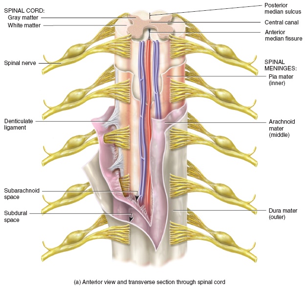 spinal cord picture anatomy