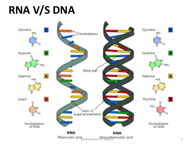 Structure Of Rna And Dna