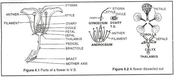 TS of a Typical Flower | HSC Boards Wikia | Fandom