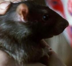 Elvis