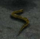 Dragon afraid of eel1