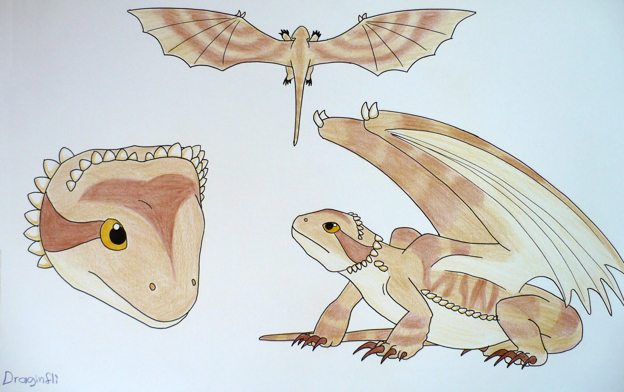 Bearded Dragon How to Train Your Dragon Fanon Wiki FANDOM powered