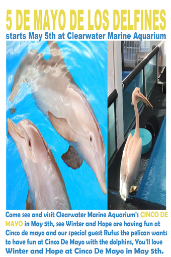 5 De Mayo De Los Delfines In Cinco De Mayo At Clearwater Marine