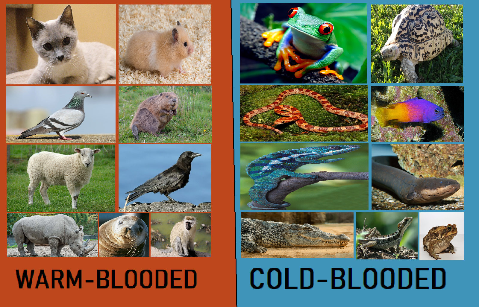 Warm Blooded warm-blooded