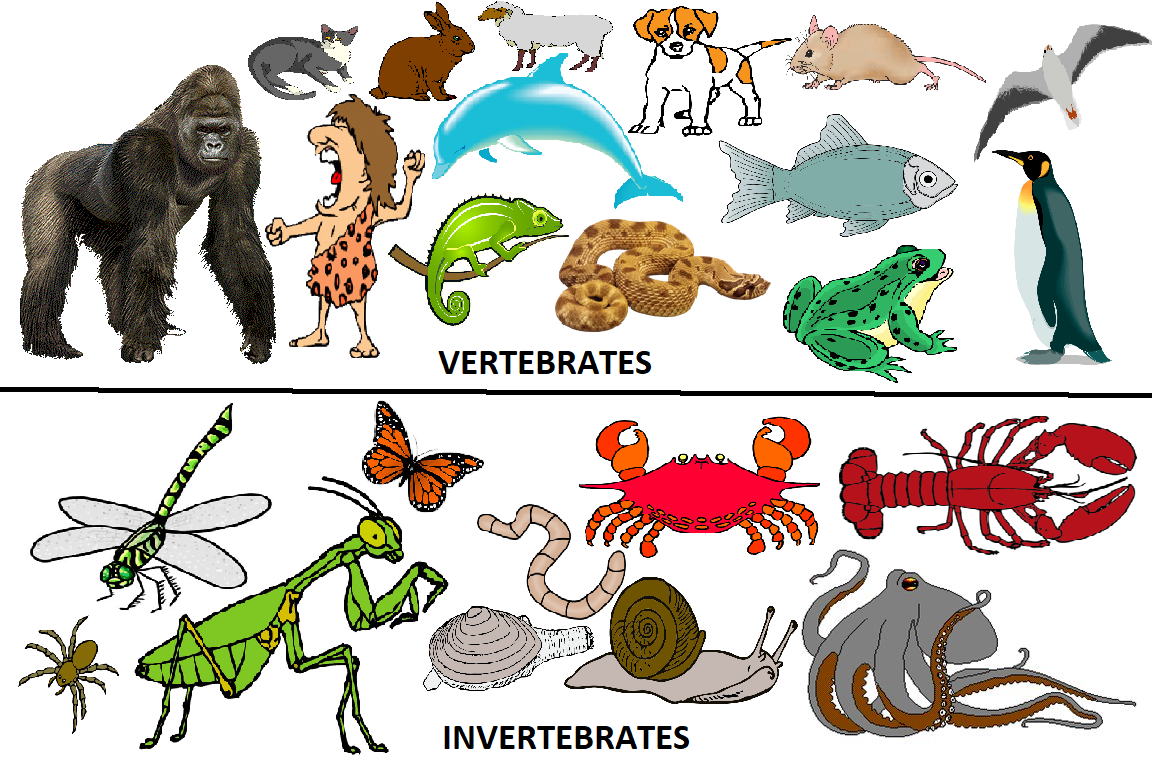 vertebrates-vs-invertebrates-blogspot-stuff-hub-ideas-wiki-fandom