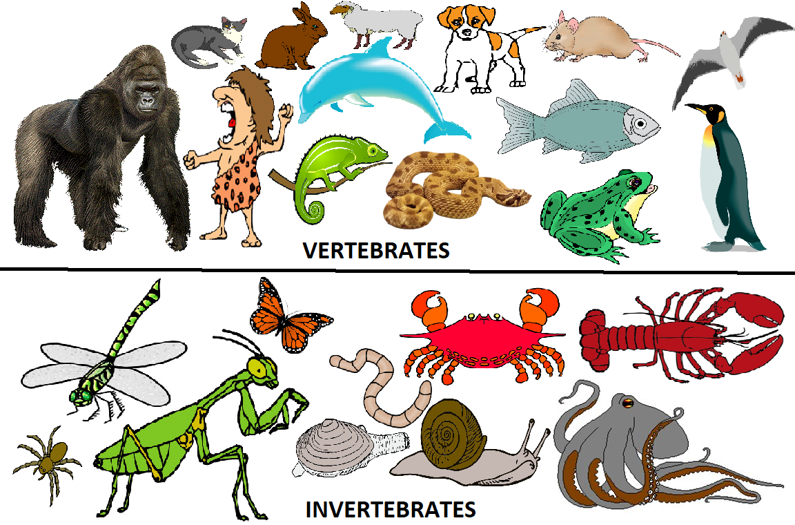 Vertebrates vs Invertebrates (Blogspot stuff) | Hub Ideas Wiki | FANDOM