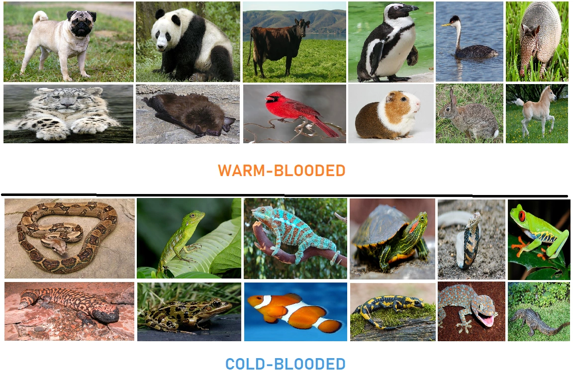 WarmBlooded and ColdBlooded Animals (Blogspot stuff) Hub Ideas Wiki