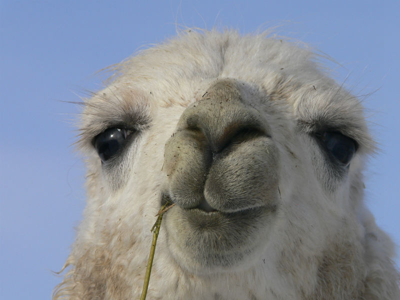 Image result for llama