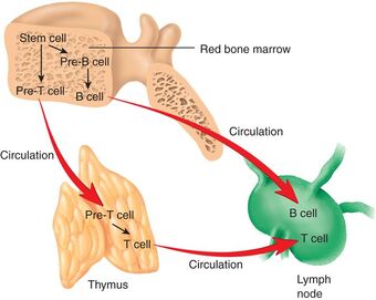 Immunsystemets Anatomi Og Fysiologi | Pensumbesvarelse for ...