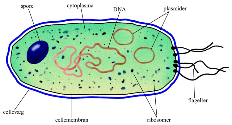 Bakteriologi | Pensumbesvarelse for Humanbiologi og Sygdomslære Wiki ...