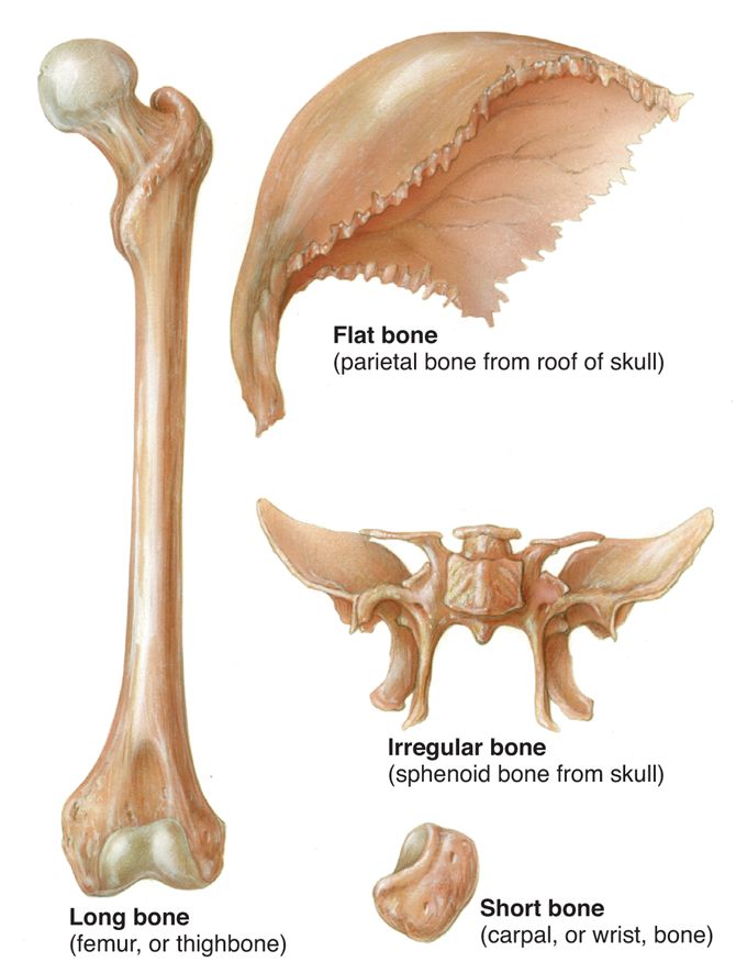 Skelettet Knogler Og Knogletyper 🦴 7509