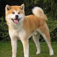 Akita Inu Hundepedia Fandom