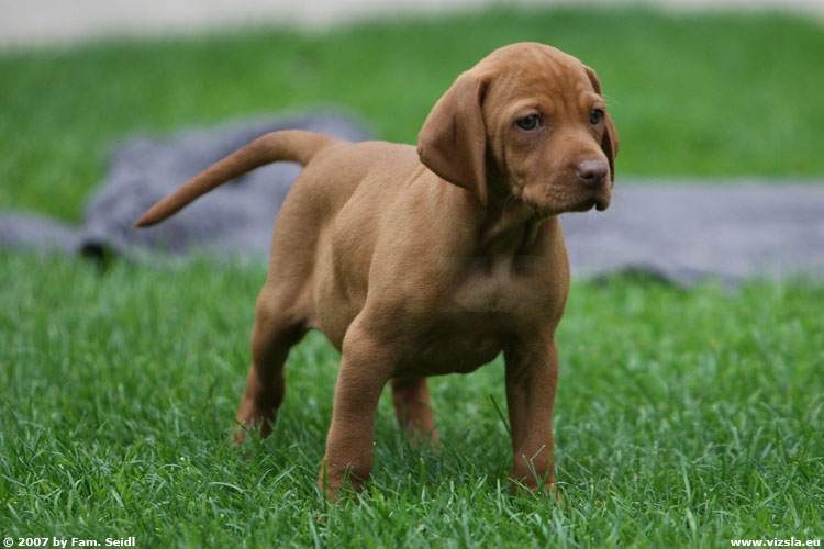 Magyar Vizsla Hundepedia FANDOM powered by Wikia