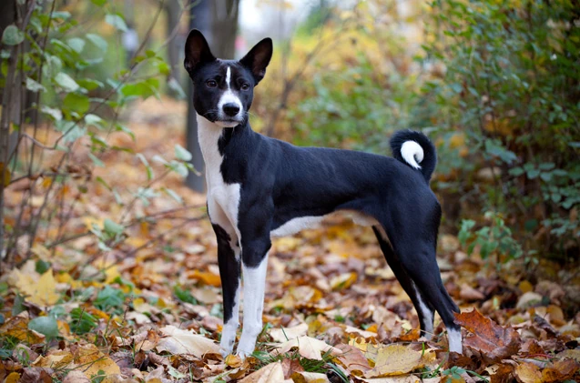 Basenji Hundepedia Fandom