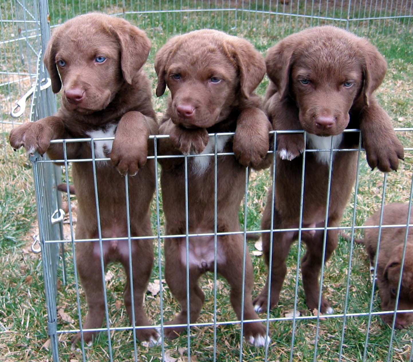 Chesapeake Bay Retriever | Hunde Wiki | Fandom