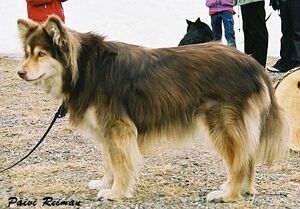 Finnischer Lapphund | Hundepedia | FANDOM powered by Wikia