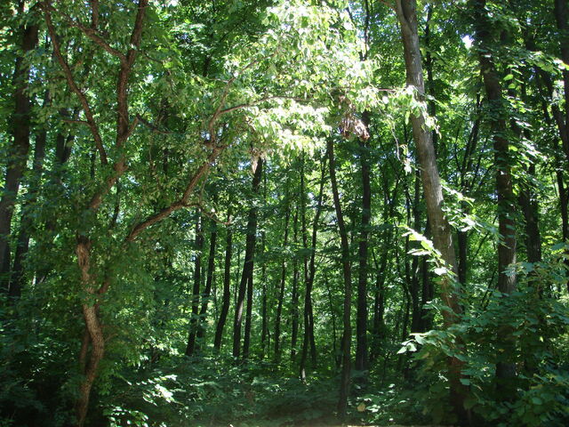 File:Forest ialoveni.jpg