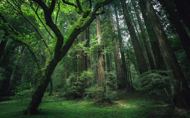 File:Green-Forest.jpg