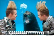 Gay-seal-in-real-life